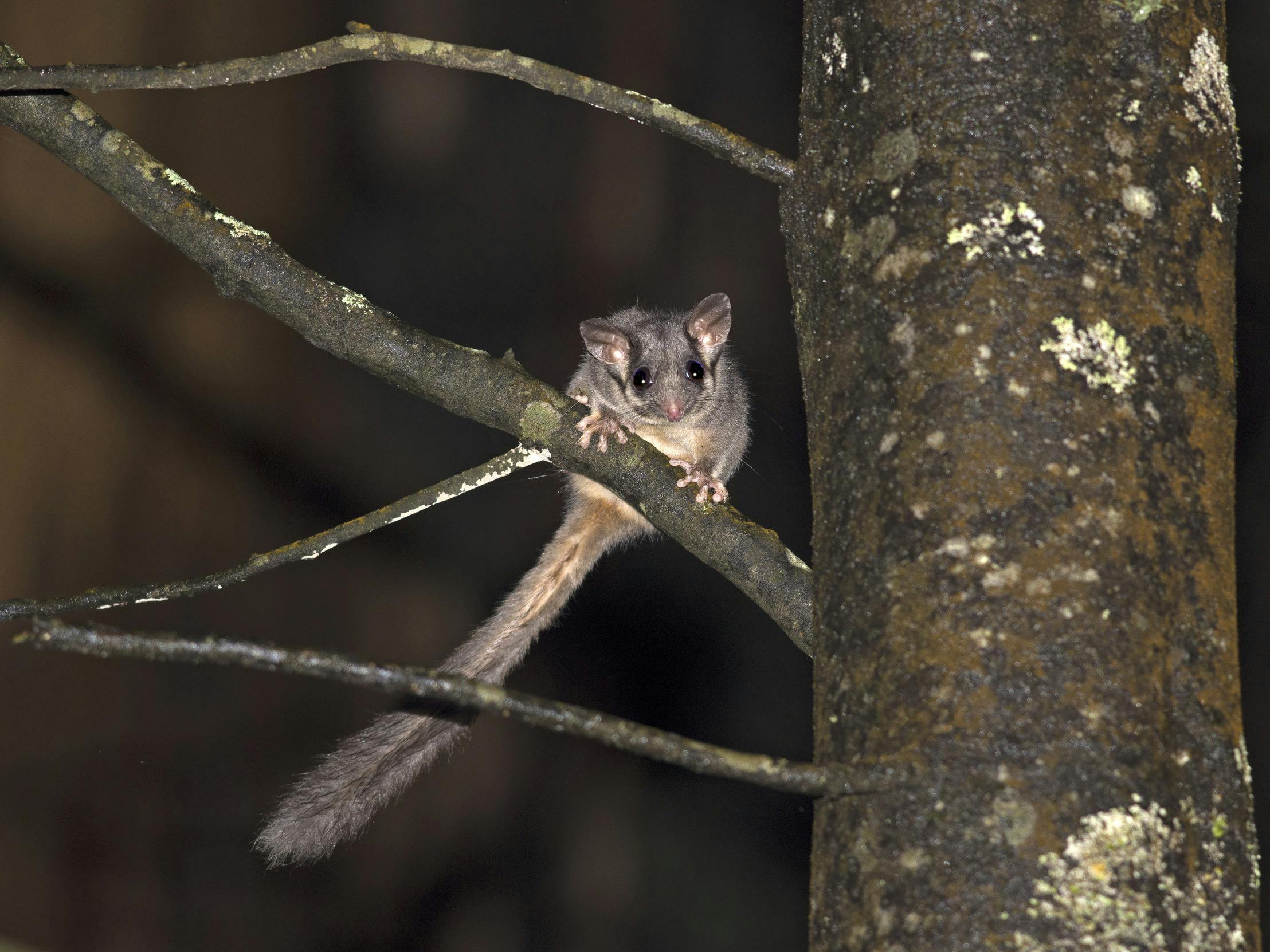 grey coloured greater glider with a long tail sitting on a tree branch pictured with flash at night
