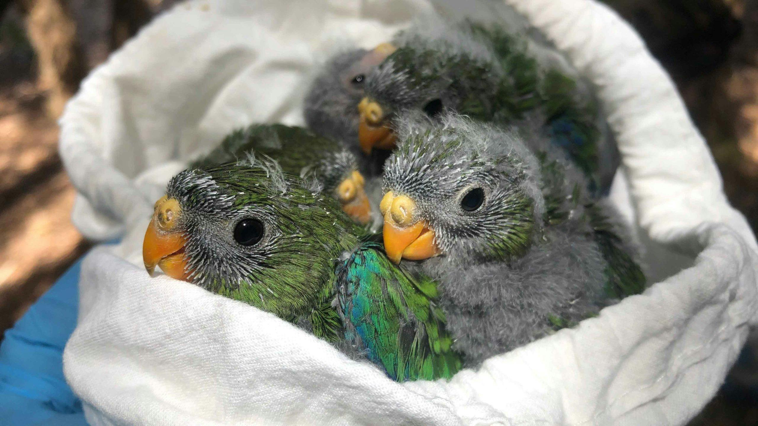 three juvenile parrots with grey and green feathers, orange beaks and black eyes are nestled in a pouch
