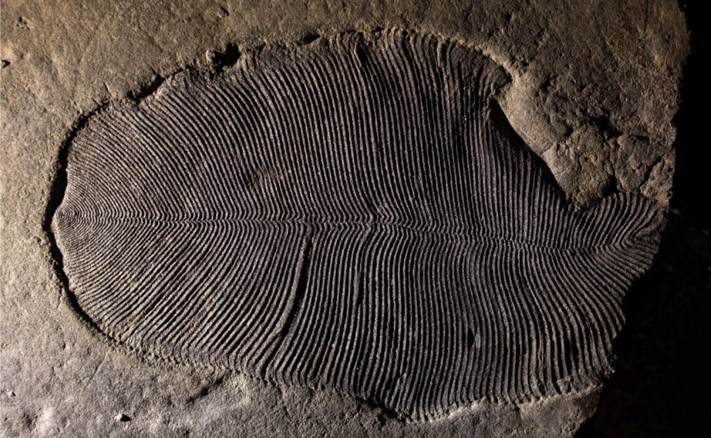 Dickinsonia, the world's earliest known animal, with its distinctive rib-like design imprinted on its body. 