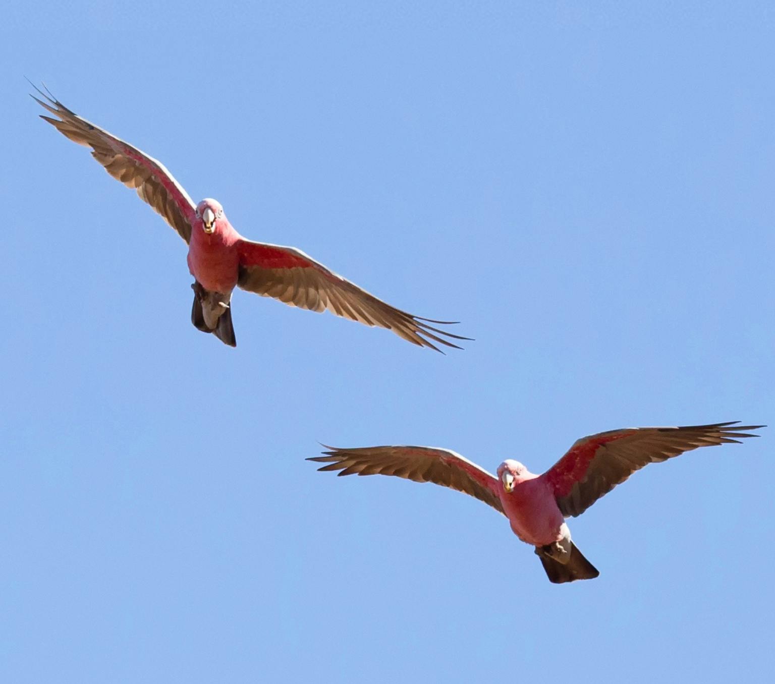 Two birds with pink feathered bellies and grey wings are flying in a blue sky
