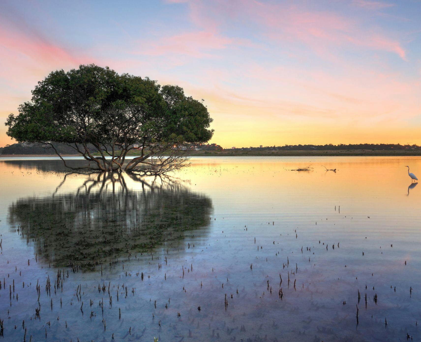 A mangrove tree and wetlands at sunrise
