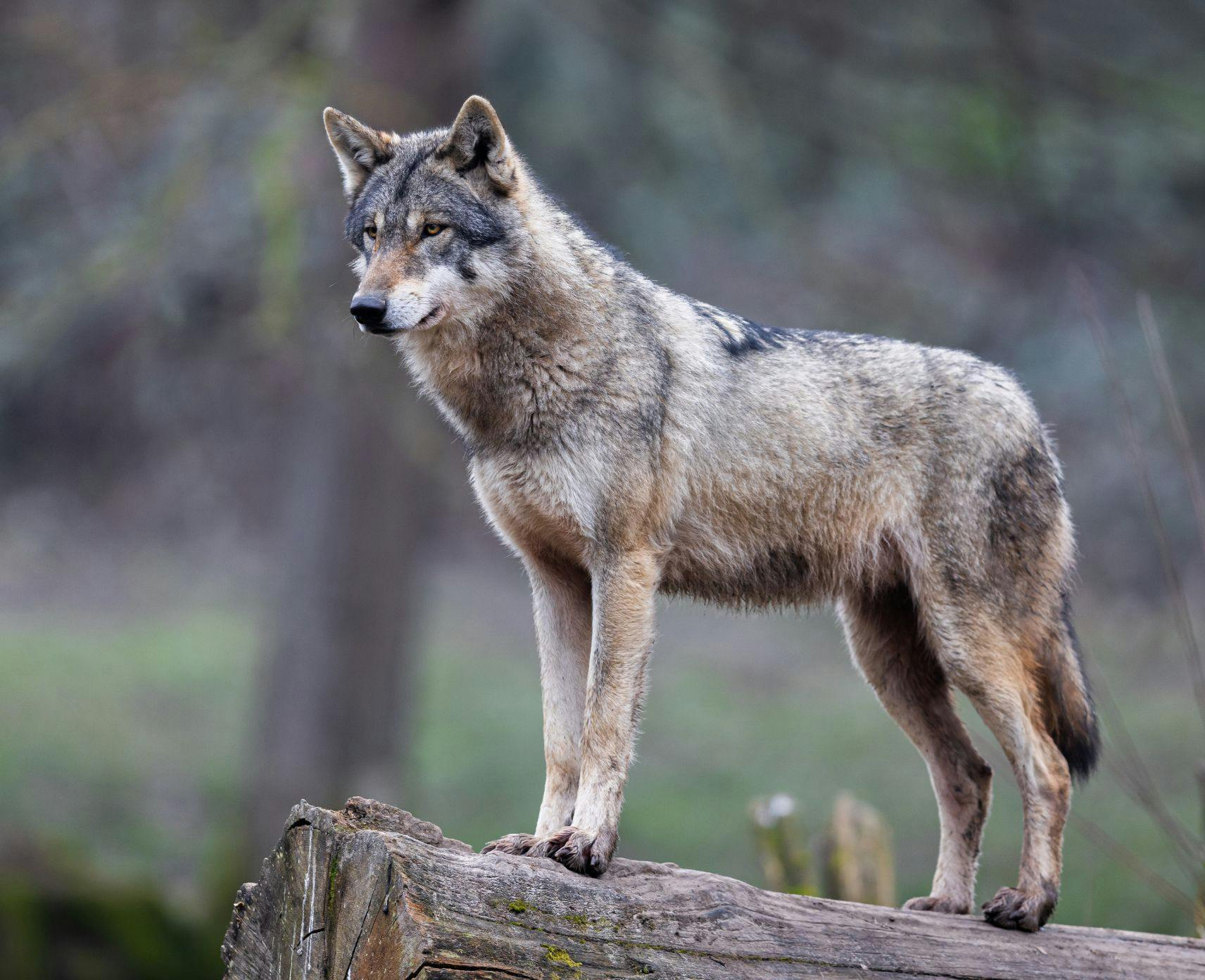 A grey wolf on a log