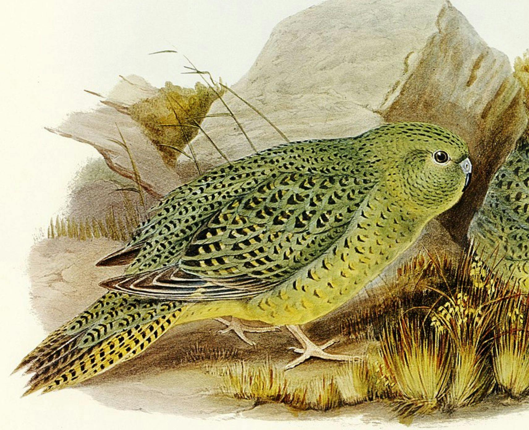 An illustration of a night parrot