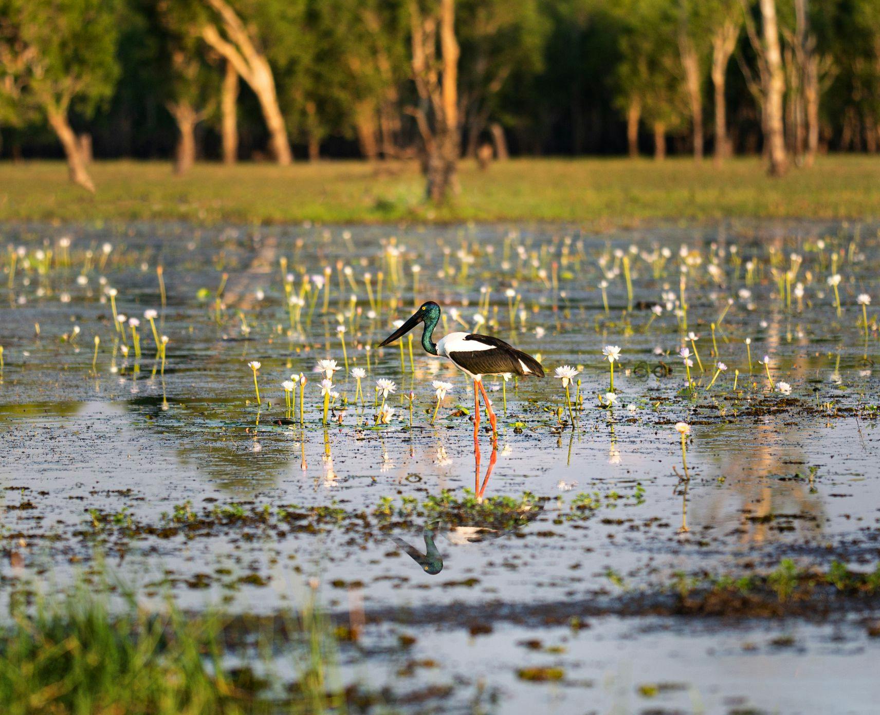 A Jabiru stands in the wetlands of the Kakadu National Park