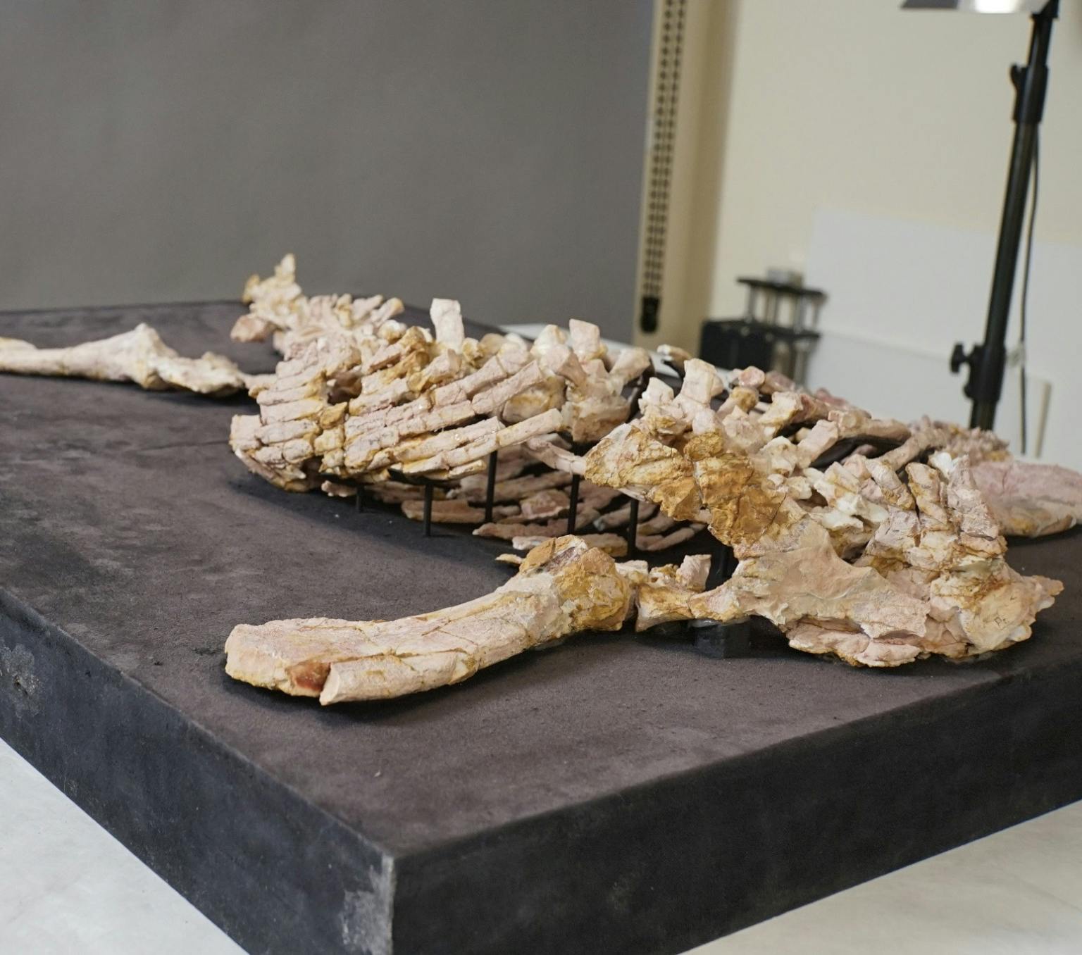 The opalised skeleton of Eric the plesiosaur on a table on display at the Australian Museum in Sydney