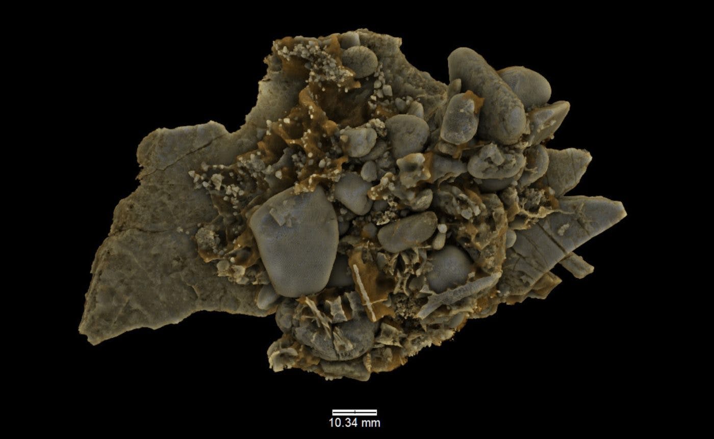 A 3D model showing evidence of gastroliths, also known as stomach stones, found inside Eric the plesiosaur's fossilised stomach. Photo: Joshua White/ANU