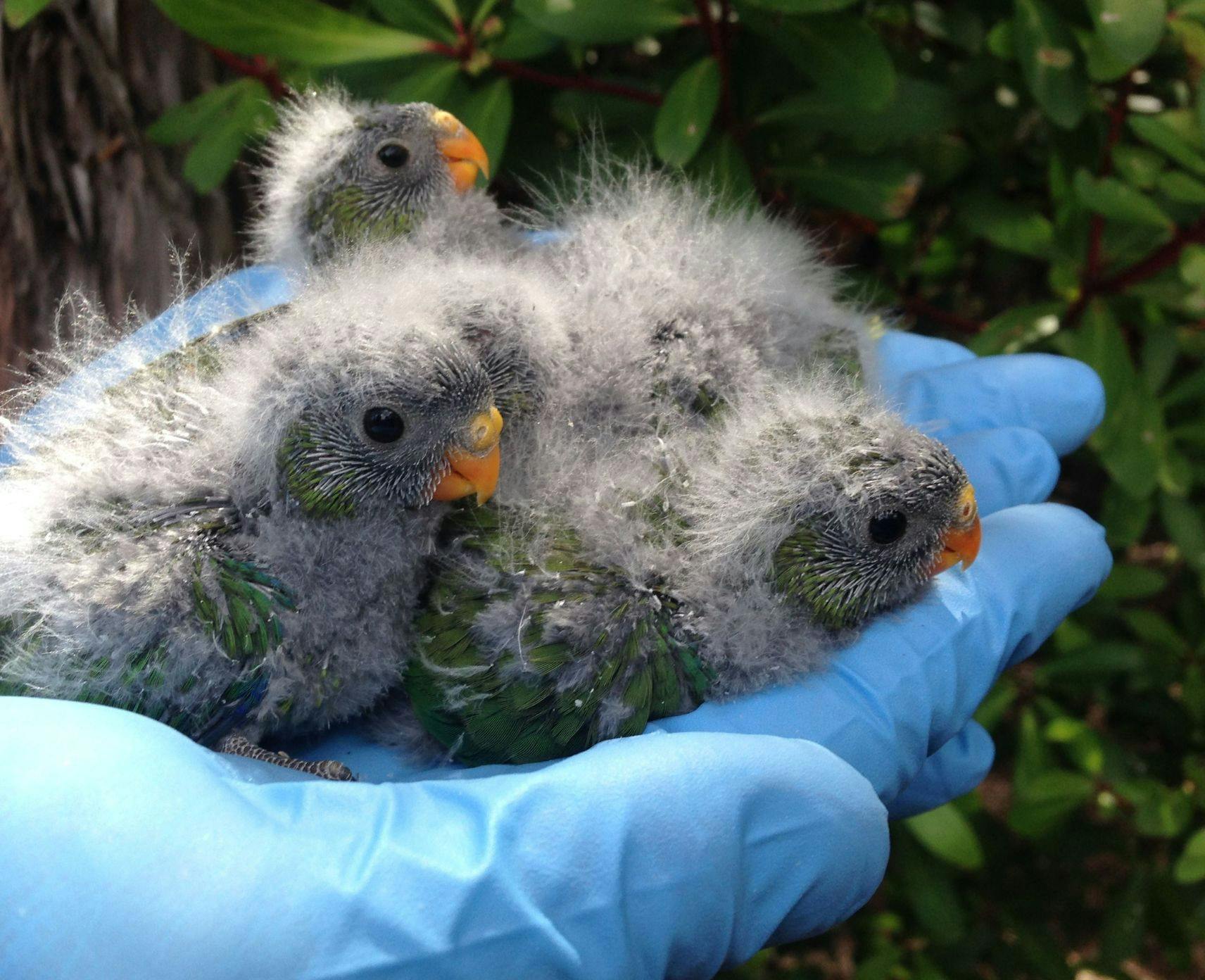 A hand wearing a blue glove holds a bundle of baby swift parrots