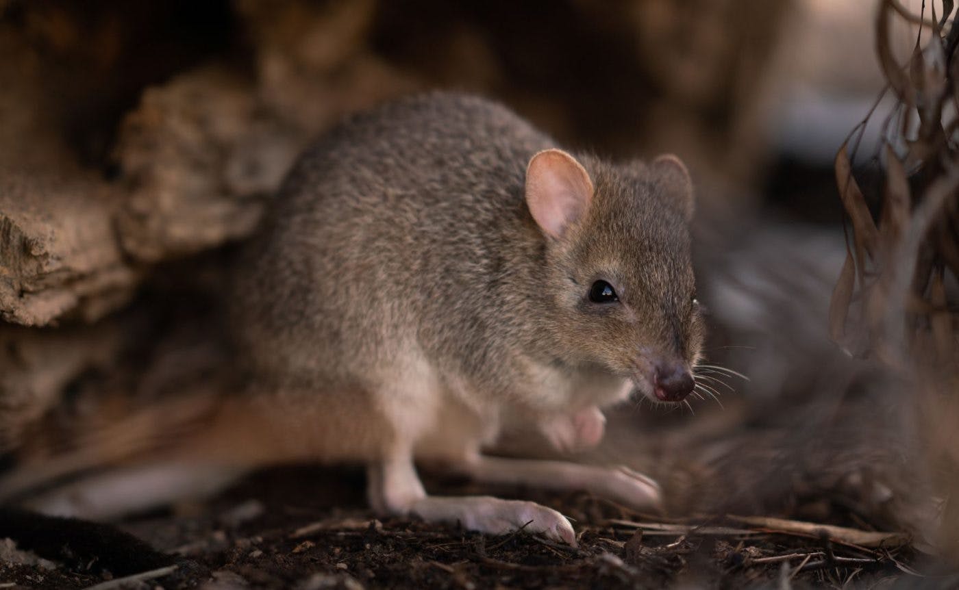 An eastern bettong standing on the ground. It is a little marsupial with brown fur, pink ears, dark eyes and a little purple nose.