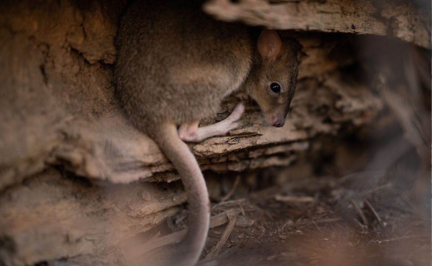 Nancy the bettong curled up in a crevasse in a log. She has brown fur and black eyes. 