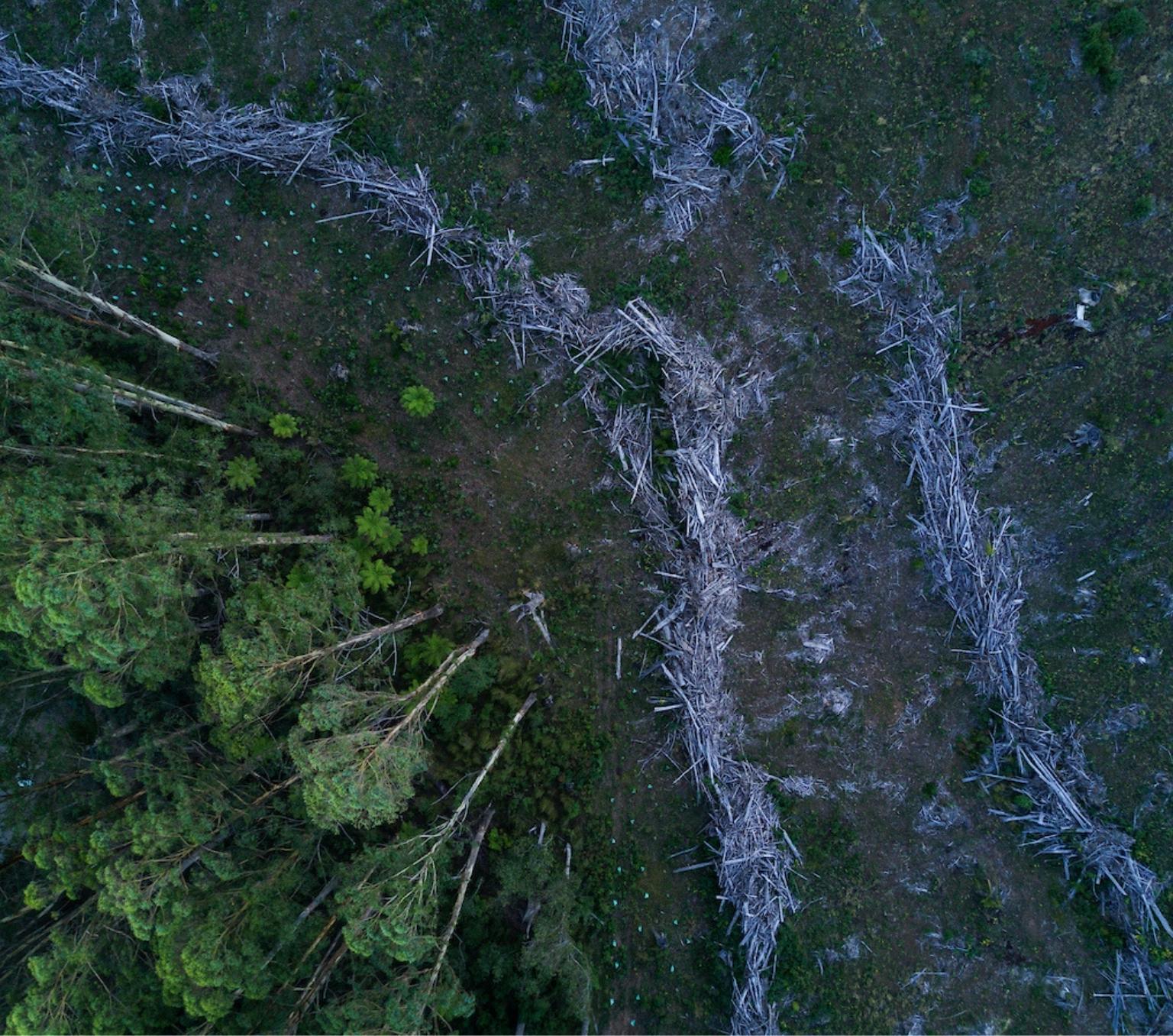 An aerial view of trees in a forest in Victoria