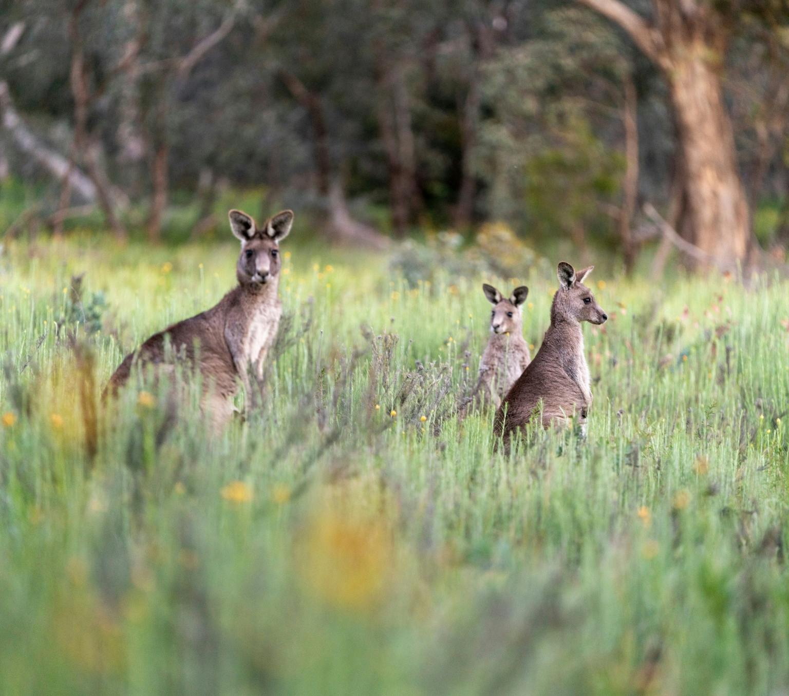 Eastern grey kangaroos in a field