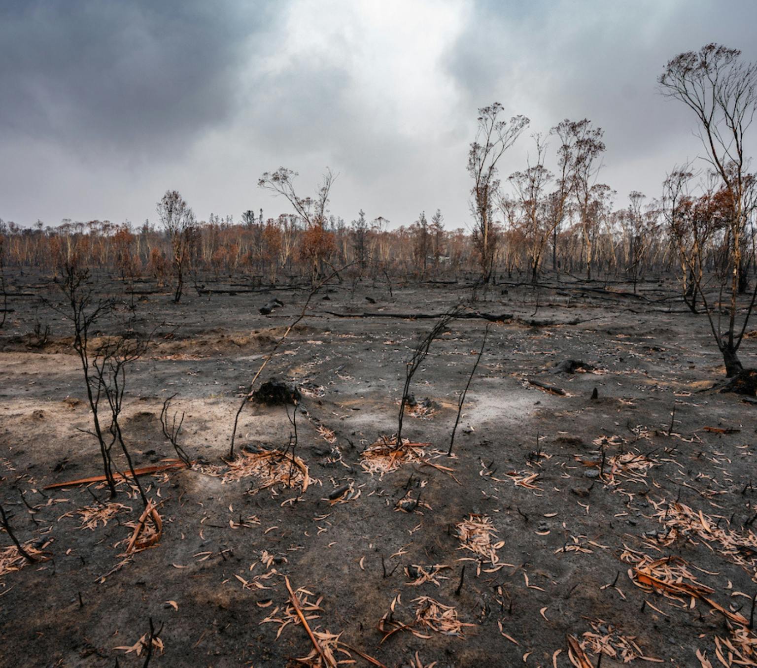 Burnt trees and scrub are all that remain in Tallaganda State Forest in NSW following the devastating Black Summer bushfires.