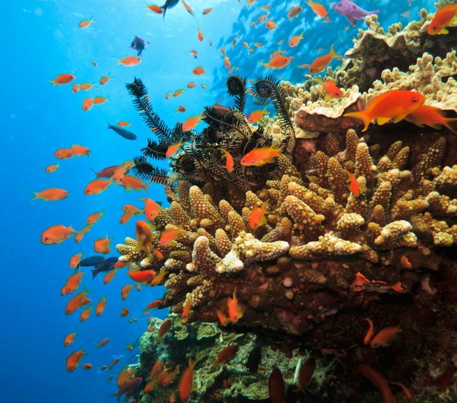 orange fish swimming by coral in Australia's Great Barrier Reef