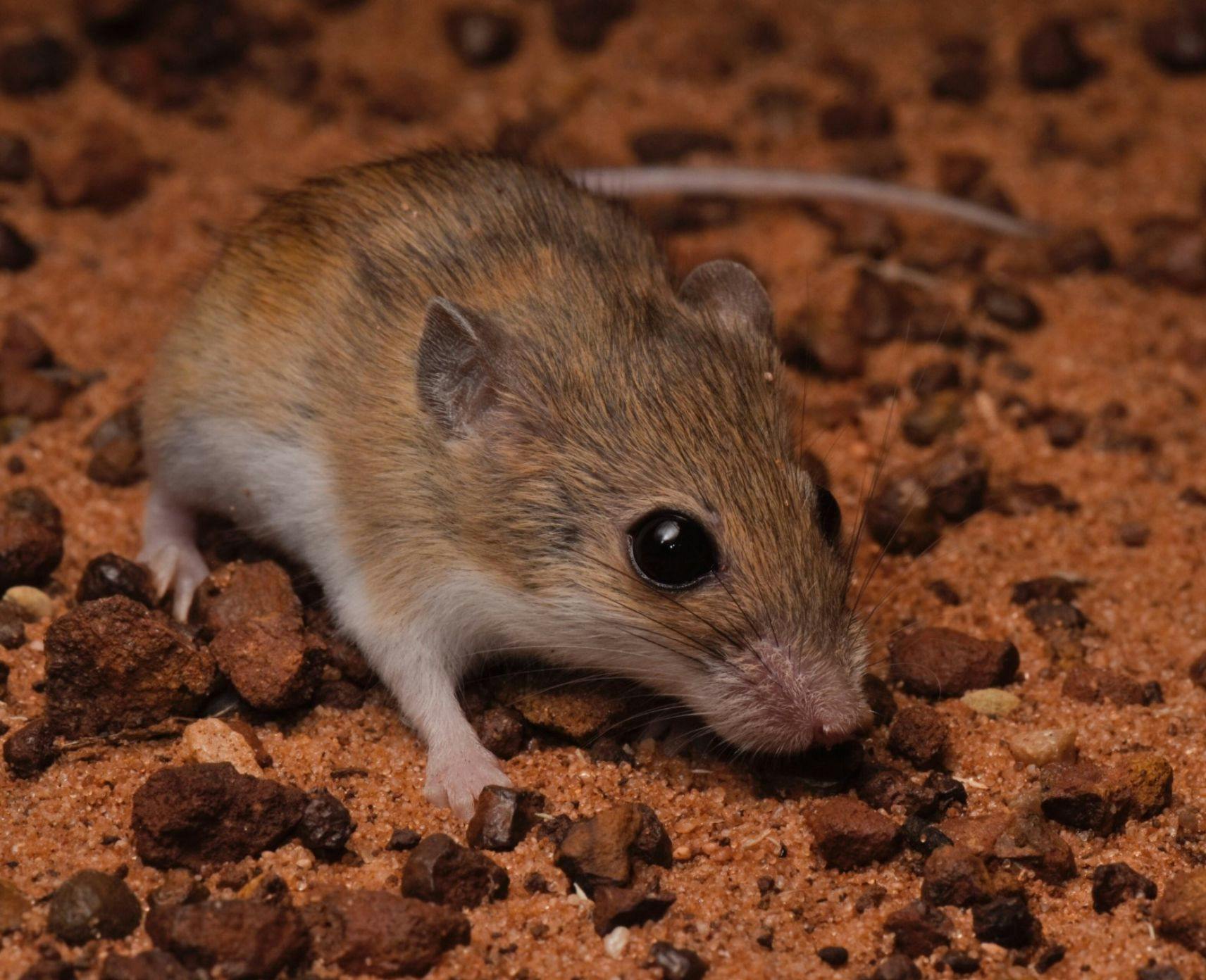 Close-up of the delicate mouse