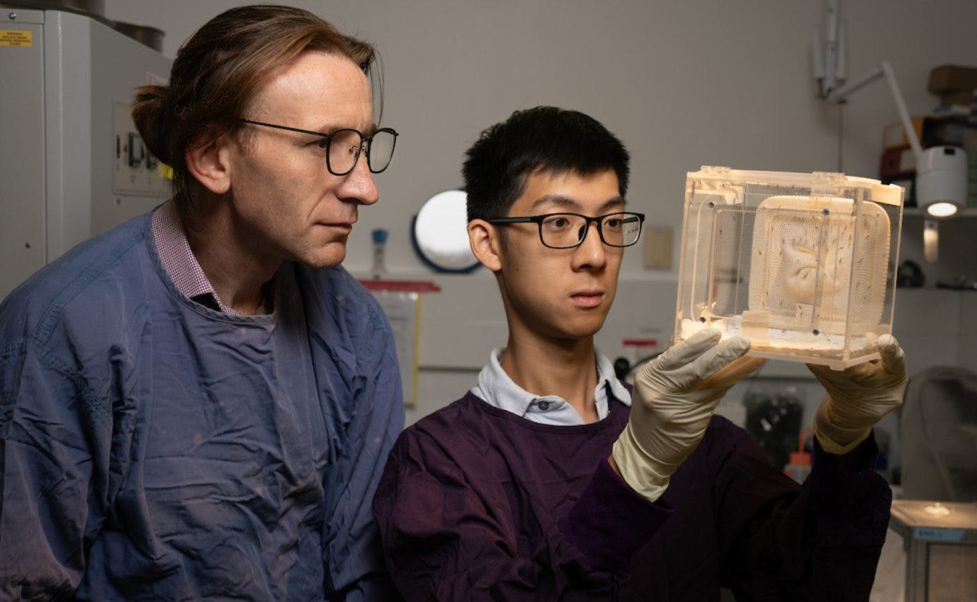 Professor Ian Cockburn and Dr Xin Gao examine a box of mosquitos that the scientists are studying as part of their research efforts to find longer-lasting treatments for malaria. 