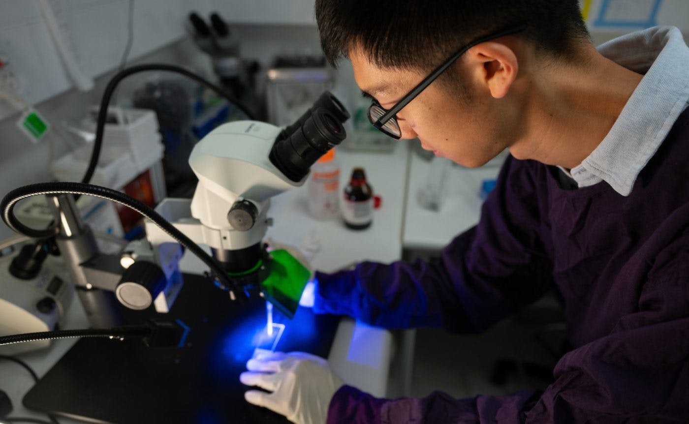 Dr Xin Gao looks through a microscope.